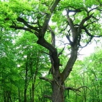 System Administrator